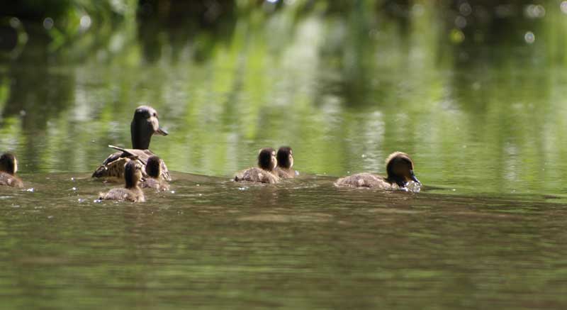 une canne et ses petits sur un lac